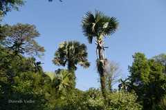 Corypha umbraculifera